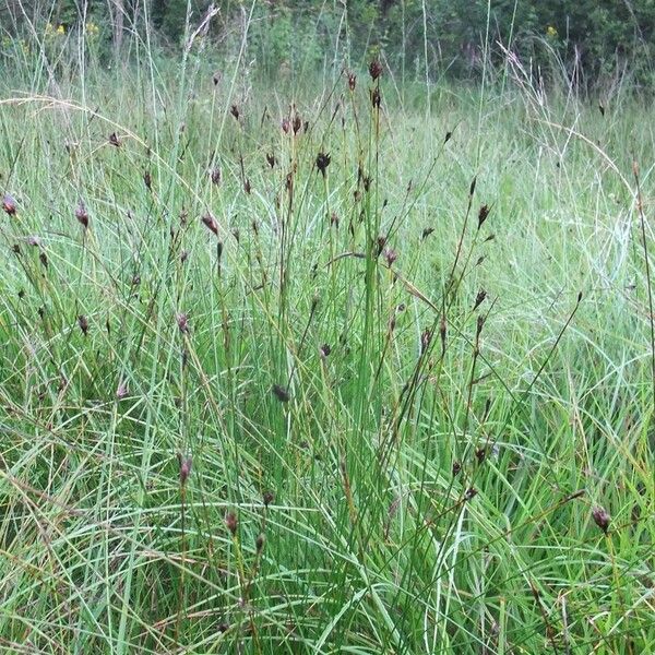Rhynchospora fusca (Brown beak-sedge)
