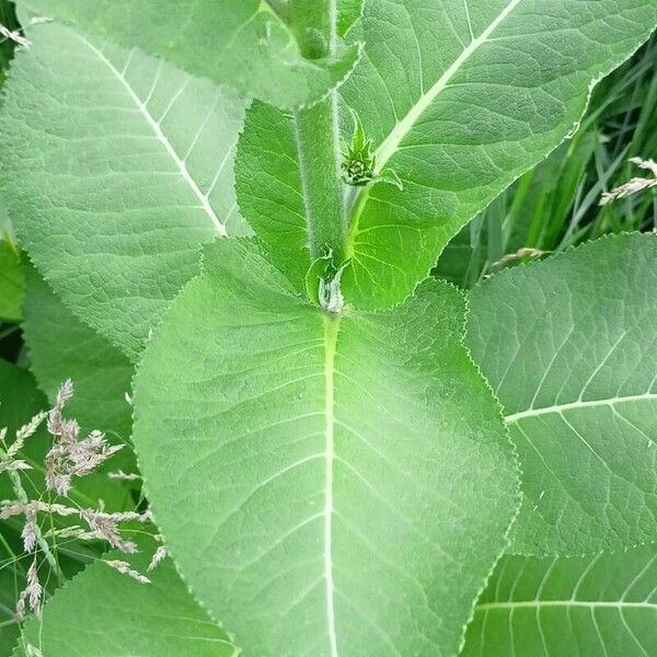 Inula helenium 叶