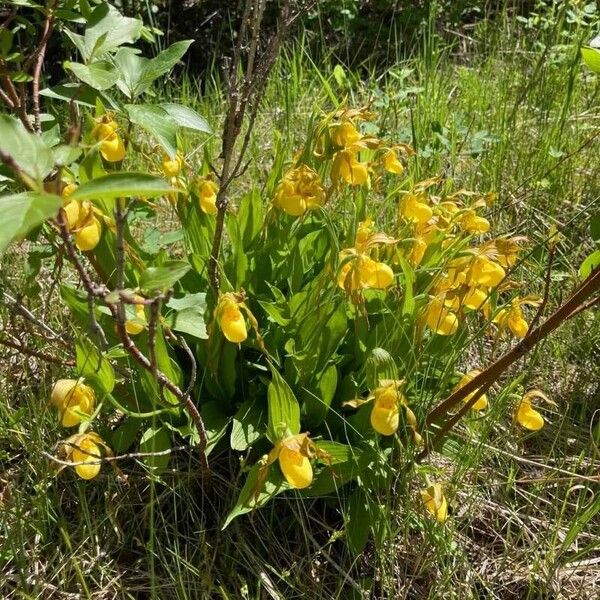 Cypripedium parviflorum Flor