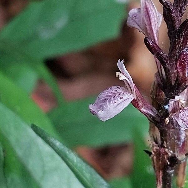 Justicia gendarussa Flower