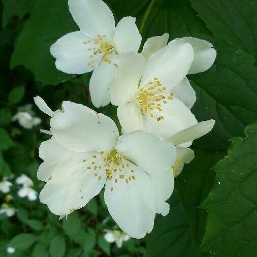 Philadelphus coronarius फूल