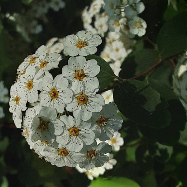 Spiraea chamaedryfolia Kukka