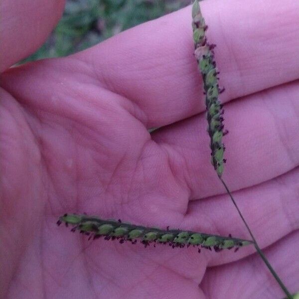 Paspalum dilatatum Fruit