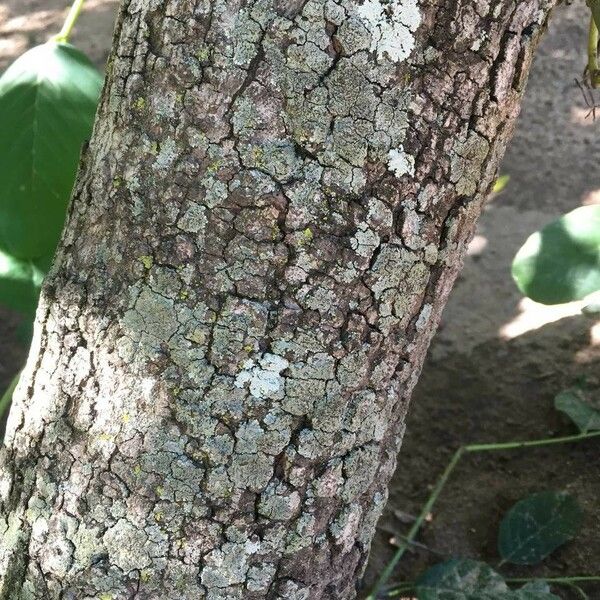 Annona senegalensis Coajă