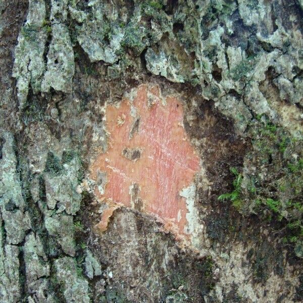 Cunonia austrocaledonica Coajă