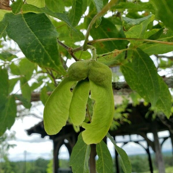 Acer triflorum Плод