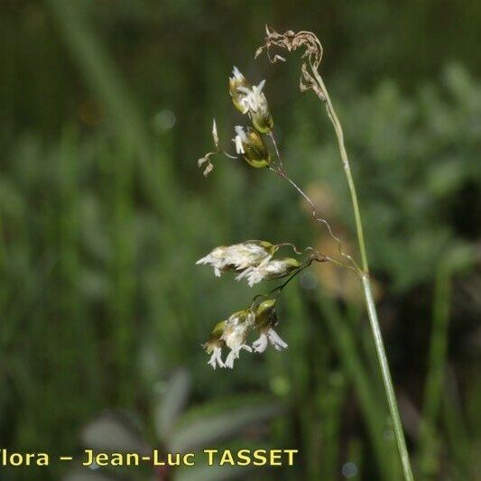 Hierochloe odorata 花