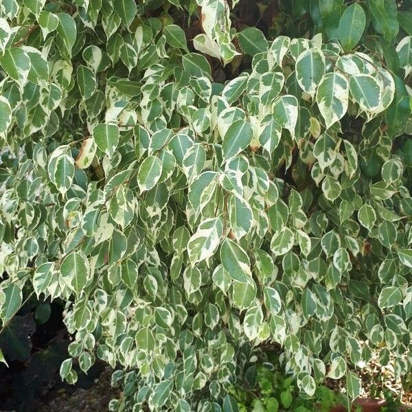 Ficus benjamina Leaf