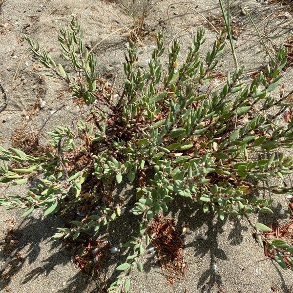 Polygonum maritimum Hábitos