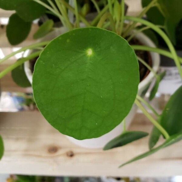 Pilea peperomioides 葉