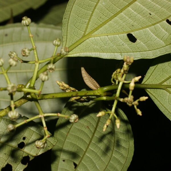 Miconia rubescens List