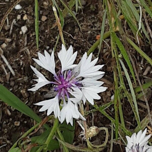 Centaurea cyanus Цвят