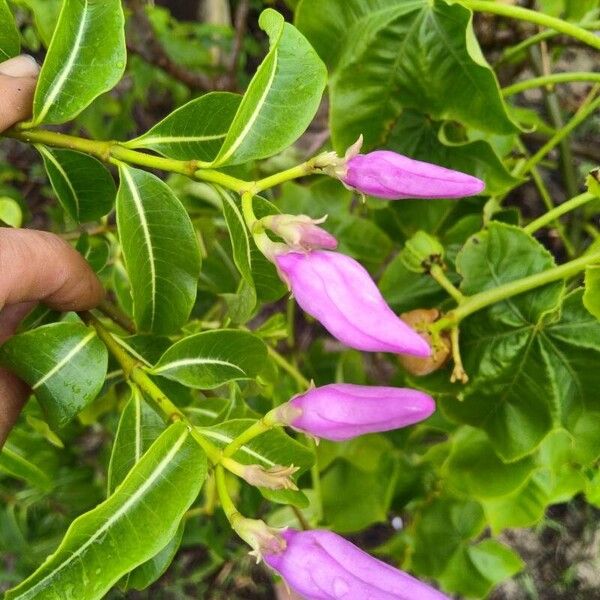 Cryptostegia madagascariensis Flor