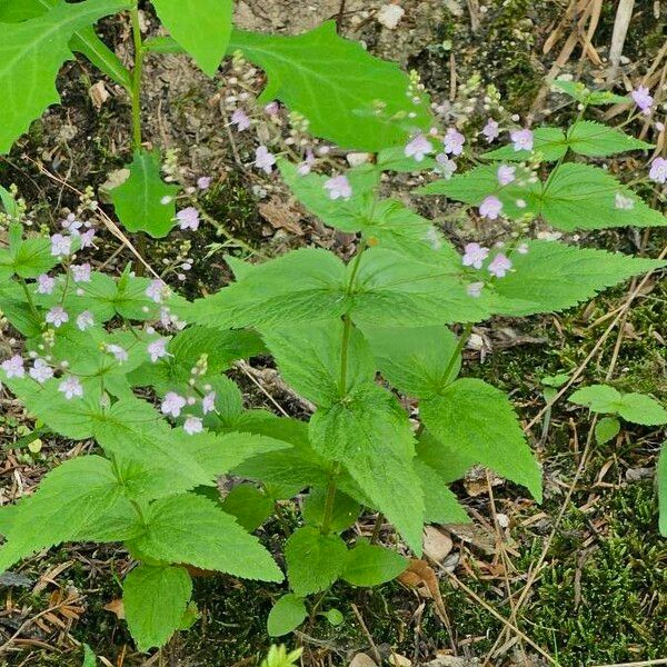 Veronica urticifolia Blodyn