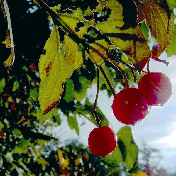 Viburnum opulus Frukt