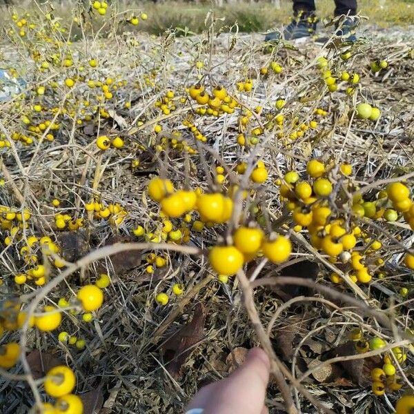 Solanum carolinense Frucht