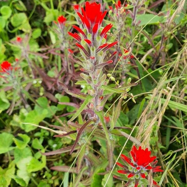 Castilleja affinis Flower