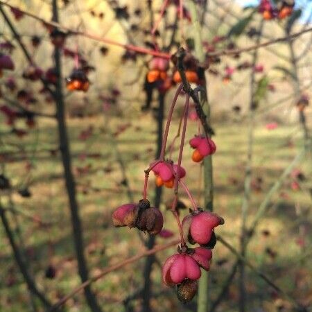 Euonymus atropurpureus Meyve