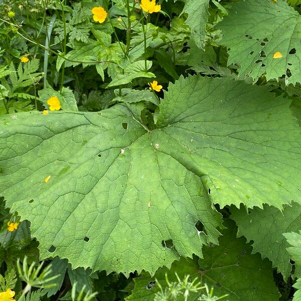 Adenostyles alliariae Leaf