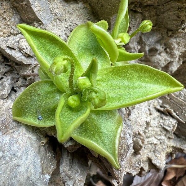 Pinguicula alpina पत्ता