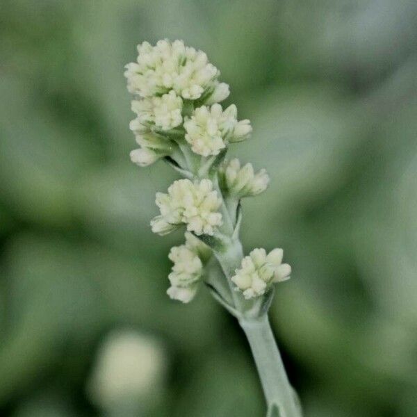Artemisia ludoviciana Floare