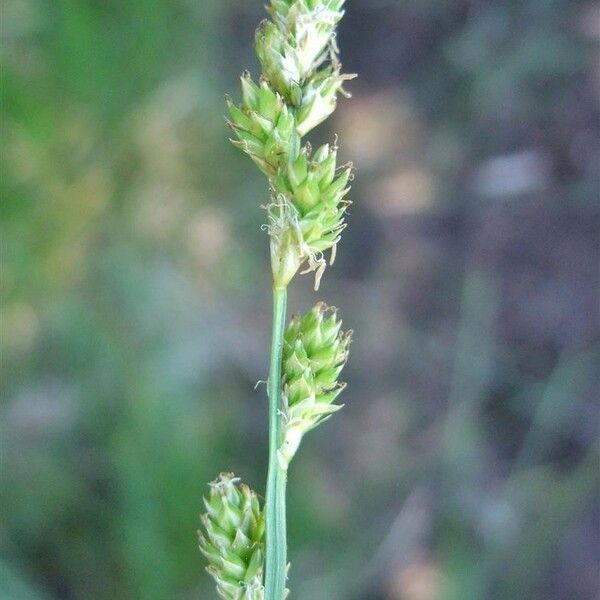 Carex canescens Flor