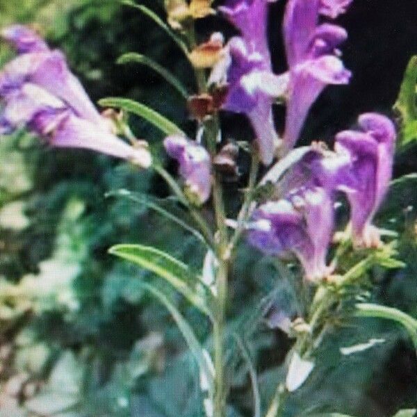 Scutellaria integrifolia Květ