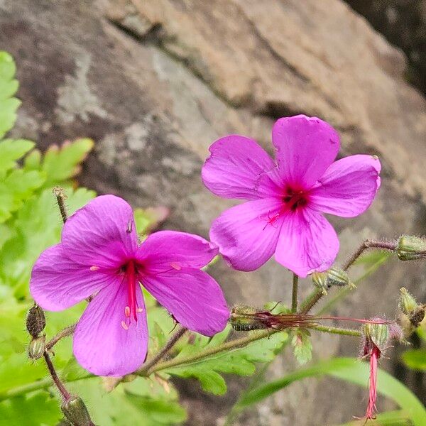 Geranium palmatum Цветок