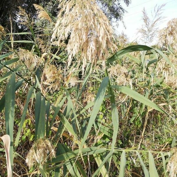 Phragmites australis Leht