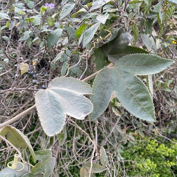 Passiflora tripartita 葉