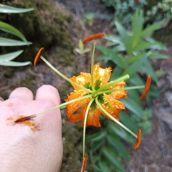 Lilium henryi Frutto