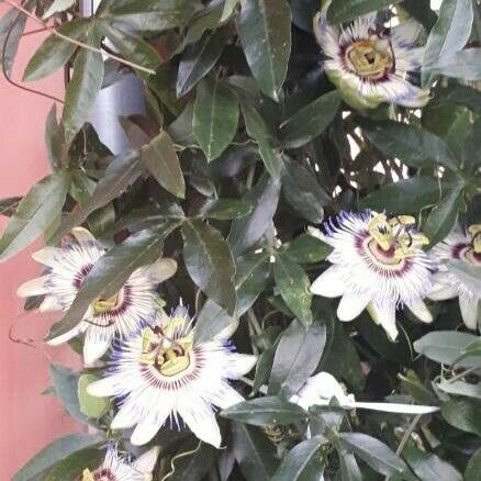 Passiflora caerulea Flor