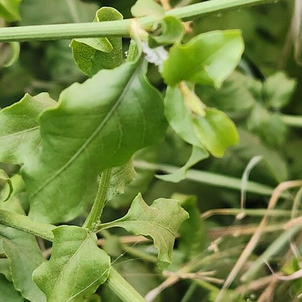 Plumbago zeylanica Leaf