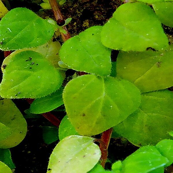 Parietaria lusitanica Ліст