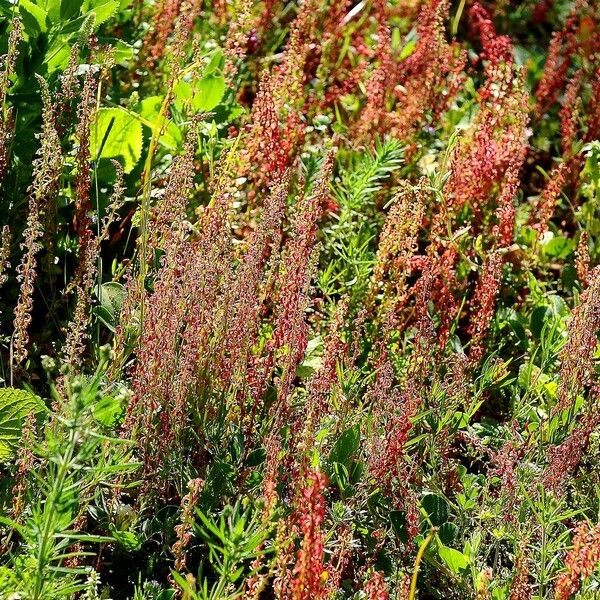 Rumex bucephalophorus Õis