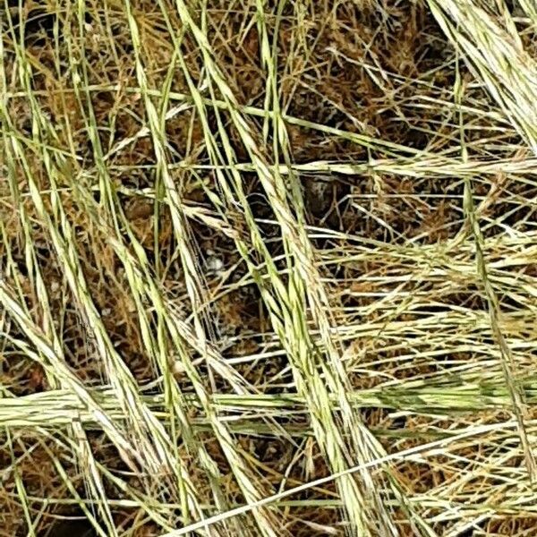 Festuca myuros Flower