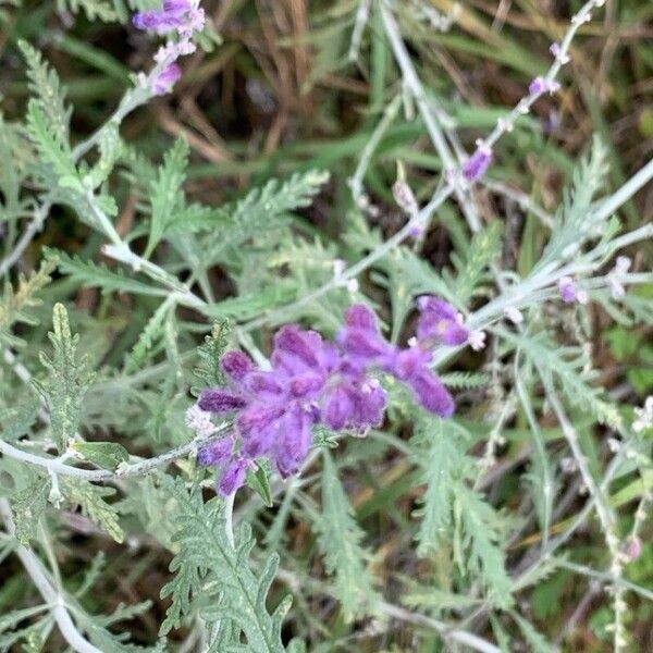 Salvia abrotanoides 花