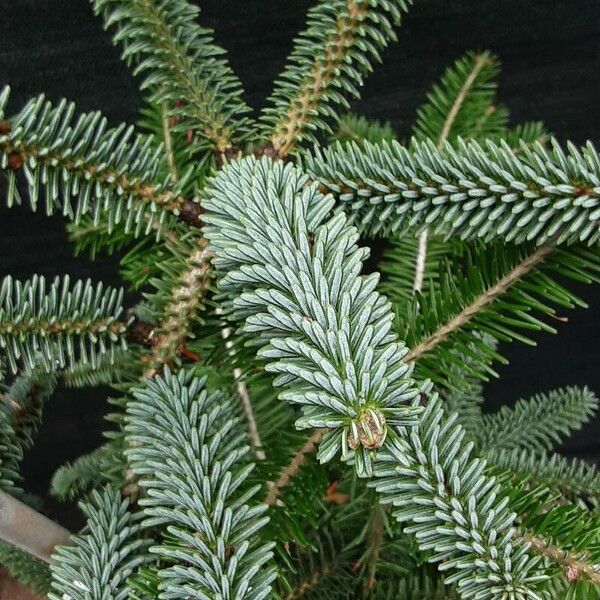 Abies pinsapo Leht