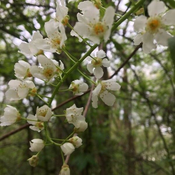 Prunus padus Fleur