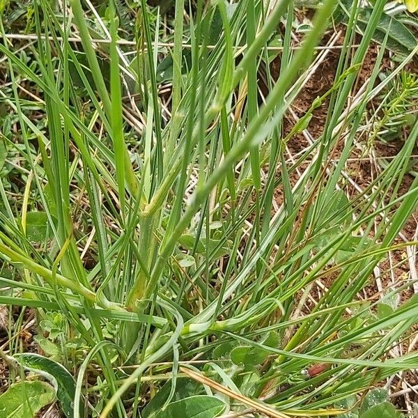 Tragopogon crocifolius Leaf