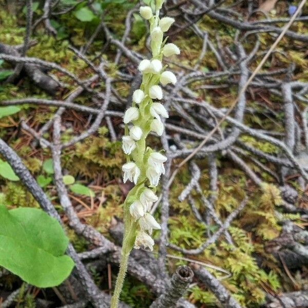 Goodyera repens Flower