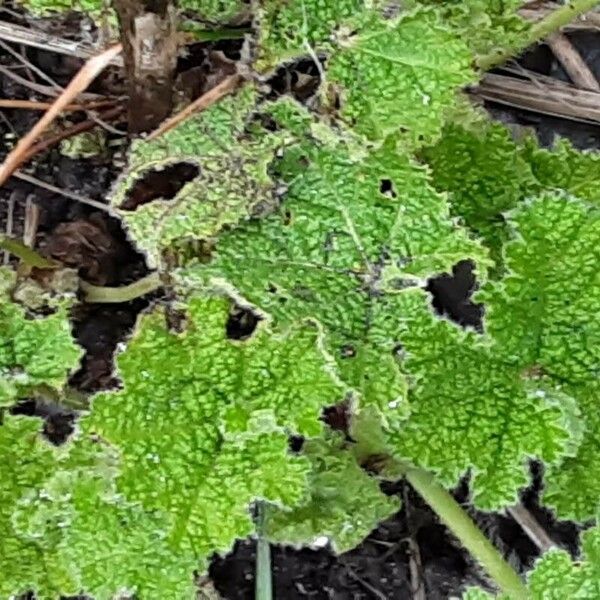 Alcea biennis Leaf