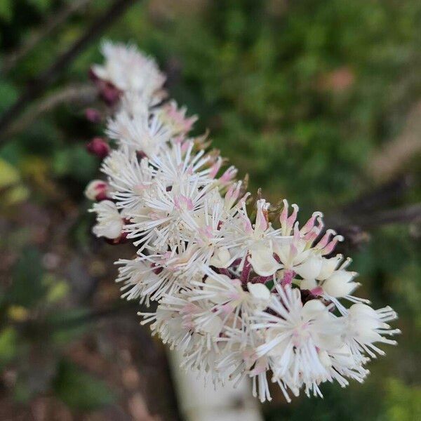 Actaea racemosa Kwiat