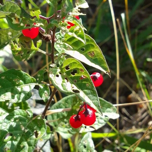 Solanum dulcamara ഫലം