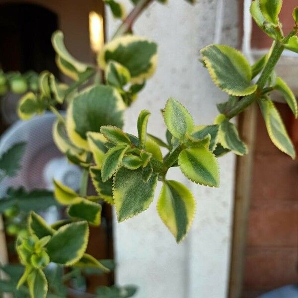 Crassula sarmentosa Blad