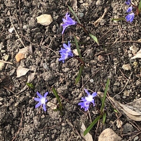 Scilla forbesii Flower