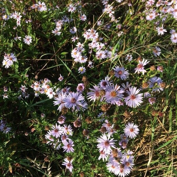 Tripolium pannonicum Flower