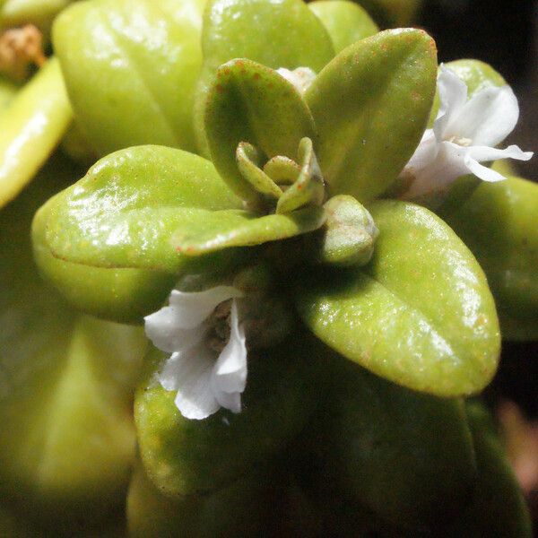 Lysimachia mauritiana 葉