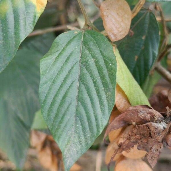 Flemingia strobilifera Folha