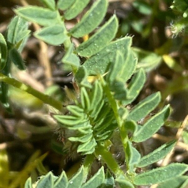 Astragalus sempervirens Лист